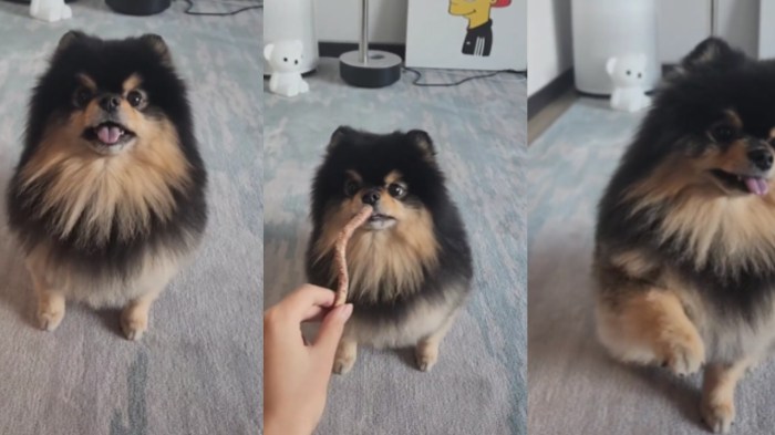 CHUTOGEL - Yeontan, anjing kesayangan V BTS:  Kesehatan, foto, dan video terbaru