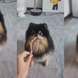 CHUTOGEL - Yeontan, anjing kesayangan V BTS:  Kesehatan, foto, dan video terbaru